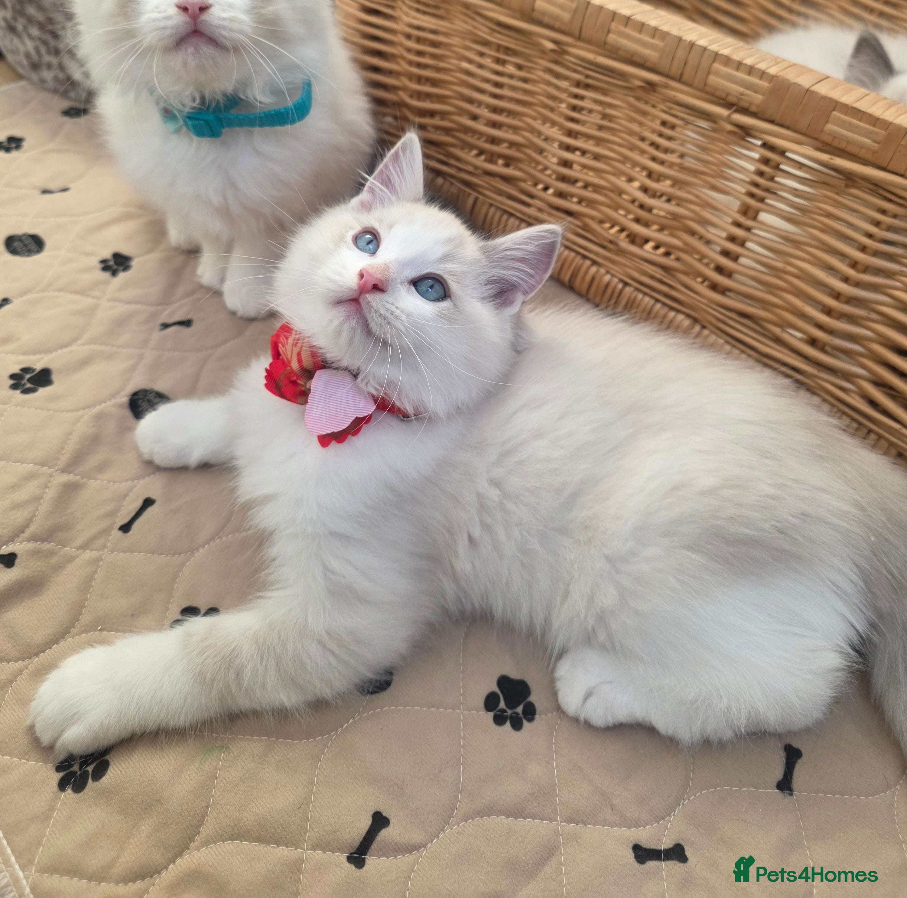 Ragdoll cats Beautiful GCCF Registered kittens - Advert 8