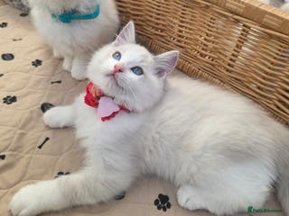 Ragdoll cats Beautiful GCCF Registered kittens - Advert 9
