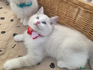 Ragdoll cats Beautiful GCCF Registered kittens - Advert 17