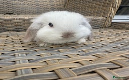 Mini Lop rabbits for sale: Gorgeous mini lop bucks available . - Image 8