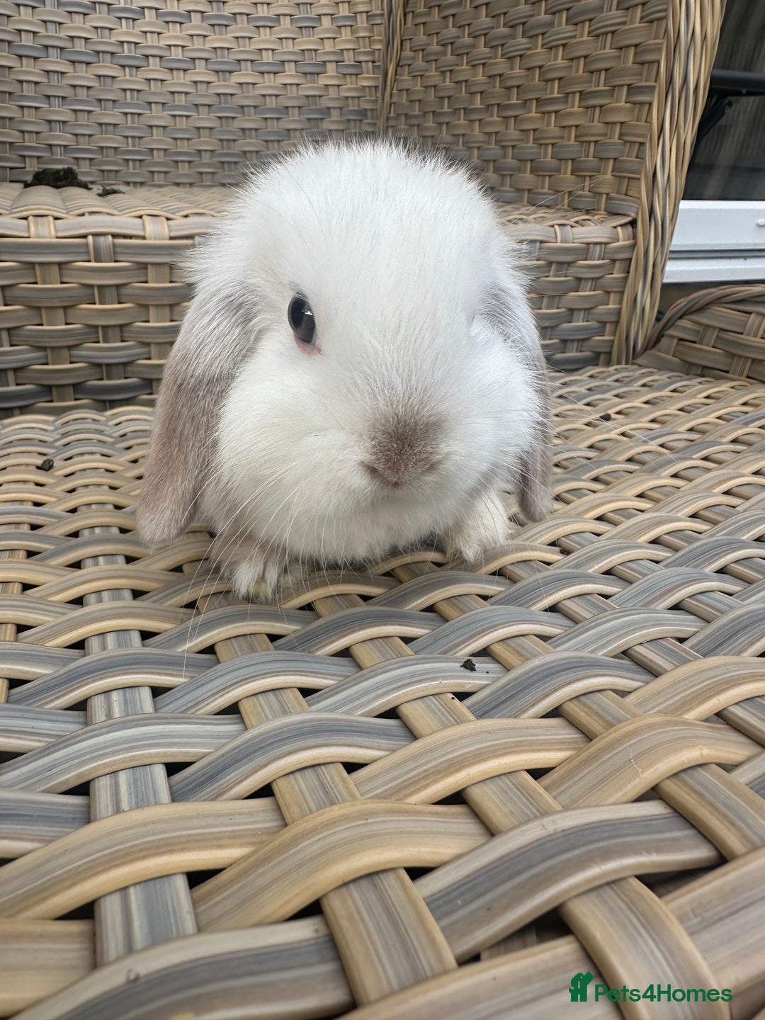 Mini Lop rabbits for sale: Gorgeous mini lop bucks available . - Image 8