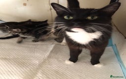 Ragdoll cats for sale: Ragdoll x Selkirk Rex kittens  - Image 6