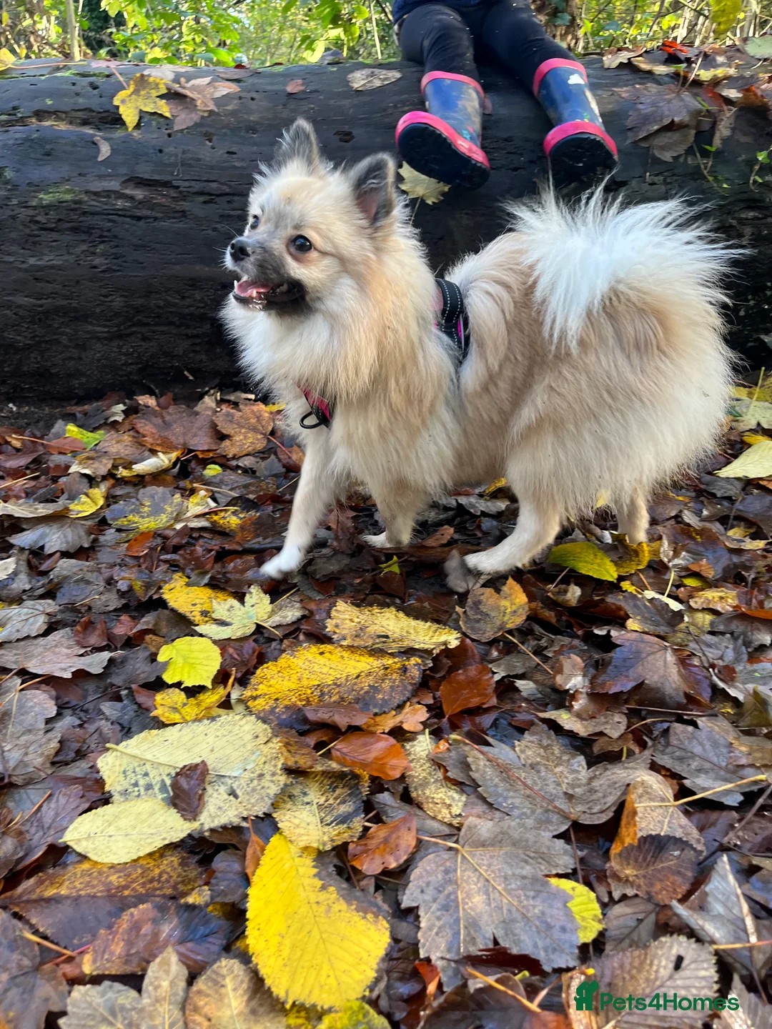 Pomeranian dogs for sale: Kc registered 3 year old Female Pomeranian. - Advert 2