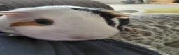 Guinea Pig rodents for sale: Guinea pig  in Wickford - Advert 2
