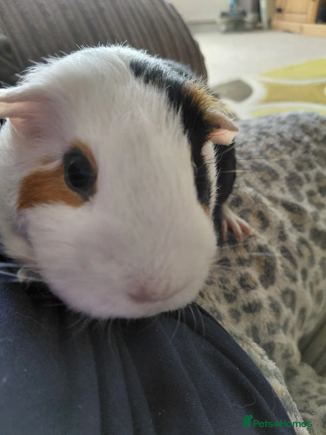 Guinea Pig rodents for sale: Guinea pig  in Wickford - Advert 2