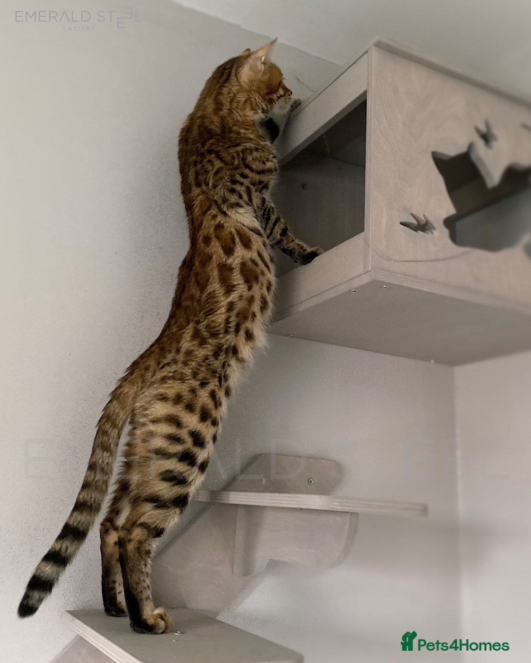 Bengal cats for sale: Pure Pedigree TICA Early Generation Bengal - Advert 27