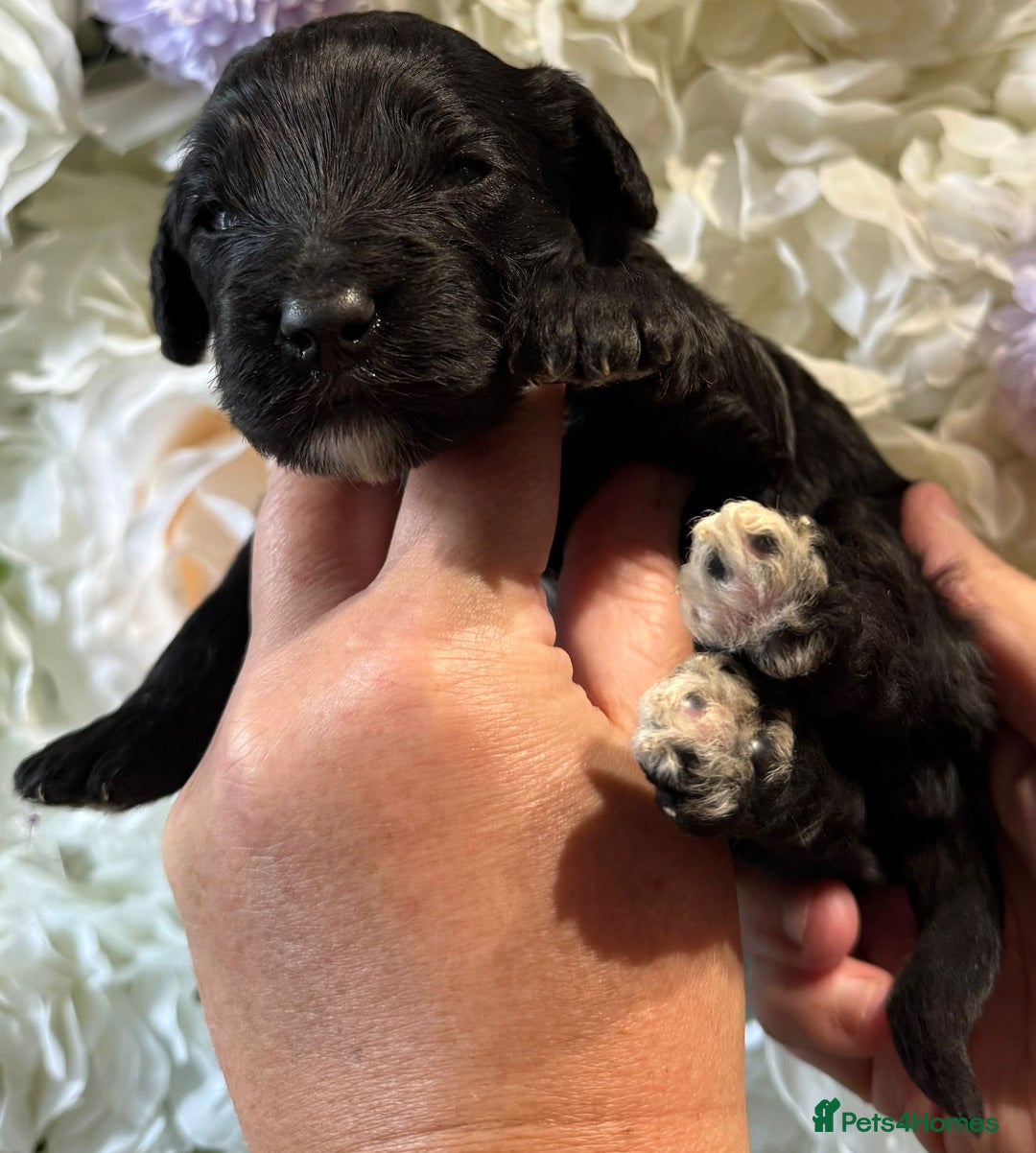 Cockapoo dogs for sale: F1 mini Cockapoos 30 dna health tested clear  - Image 8