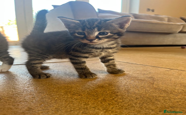 Mixed Breed cats - Advert 3