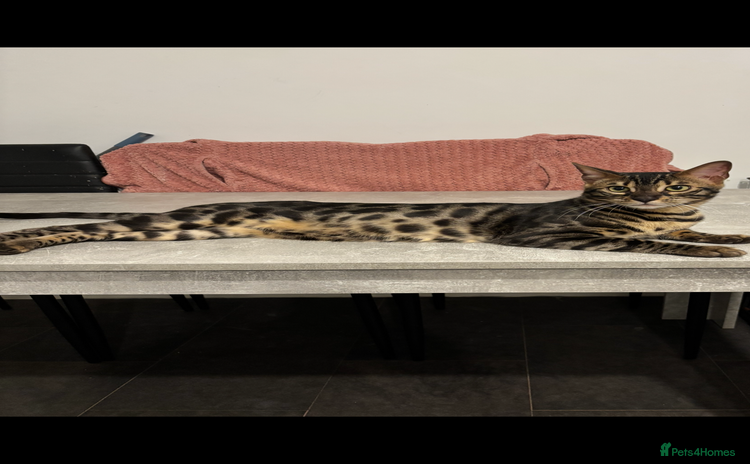 Bengal cats - Advert 3