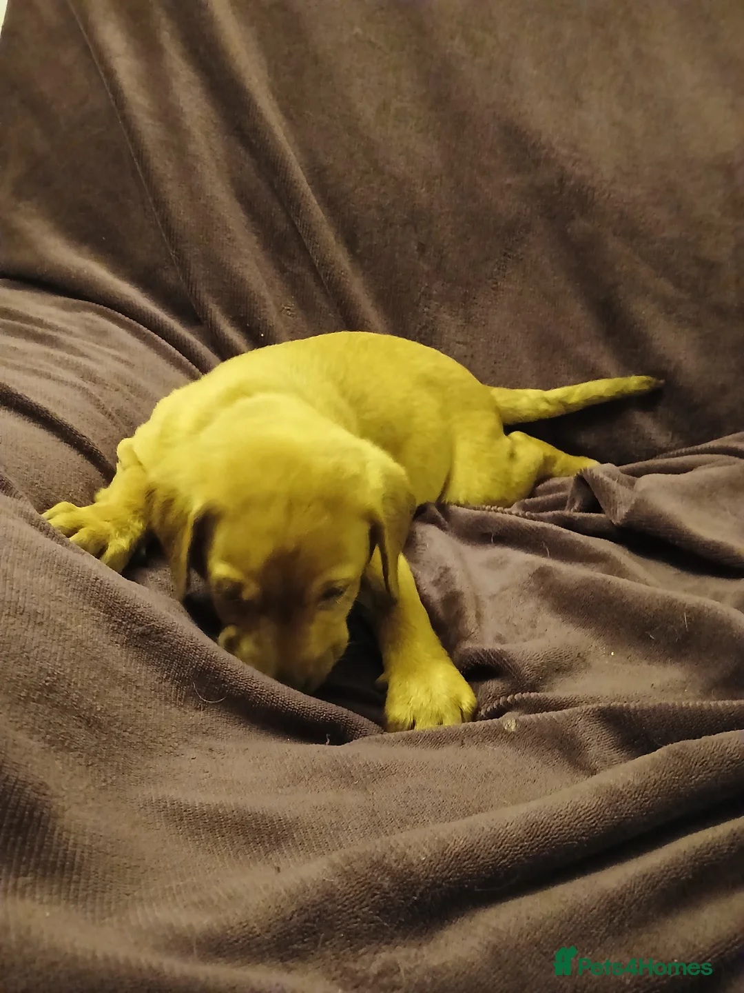 Labrador Retriever dogs for sale: Fox red labrador puppies - Advert 4