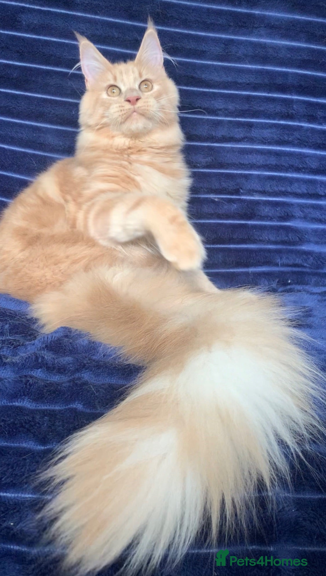 Maine Coon cats Purebred Maine Coon female kitten spayed  - Advert 2