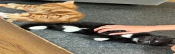 Mixed Breed cats for sale: Female Ginger Kitten - Advert 3