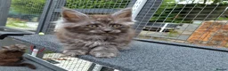 Maine Coon cats for sale: Pedigree - smoke russian line mainecoons - Advert 7