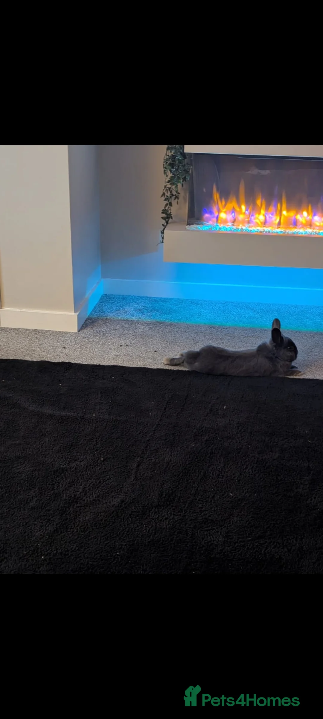 Mixed Breed rabbits for sale: Rabbit in Loughborough - Advert 7