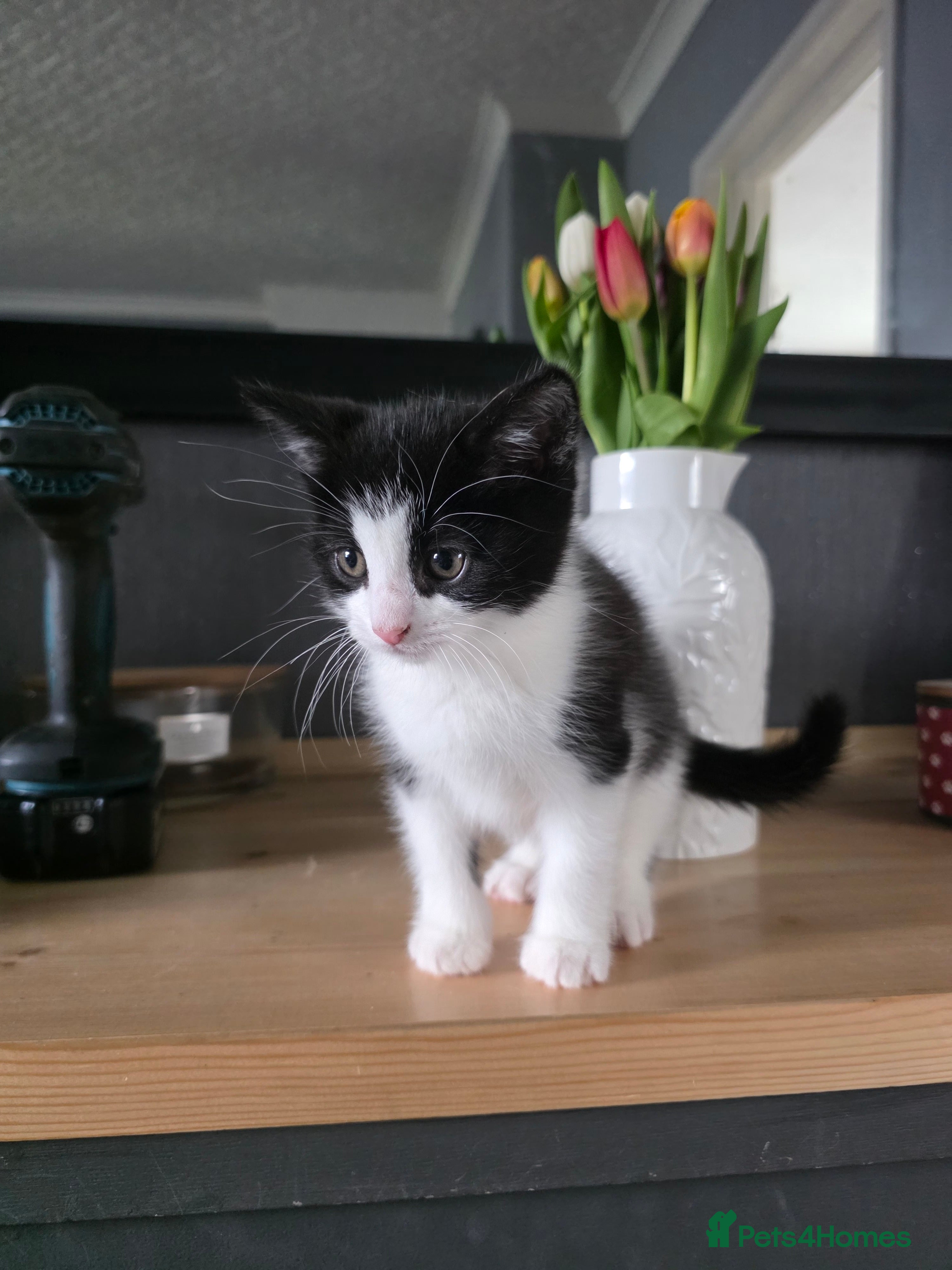 Mixed Breed cats x3 kittens for sale - Advert 2