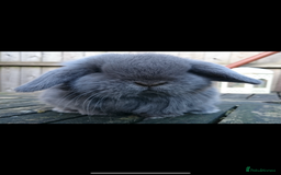 Mini Lop rabbits for sale: Stunning vaccinated,flead & wormed minilop babies  - Image 11