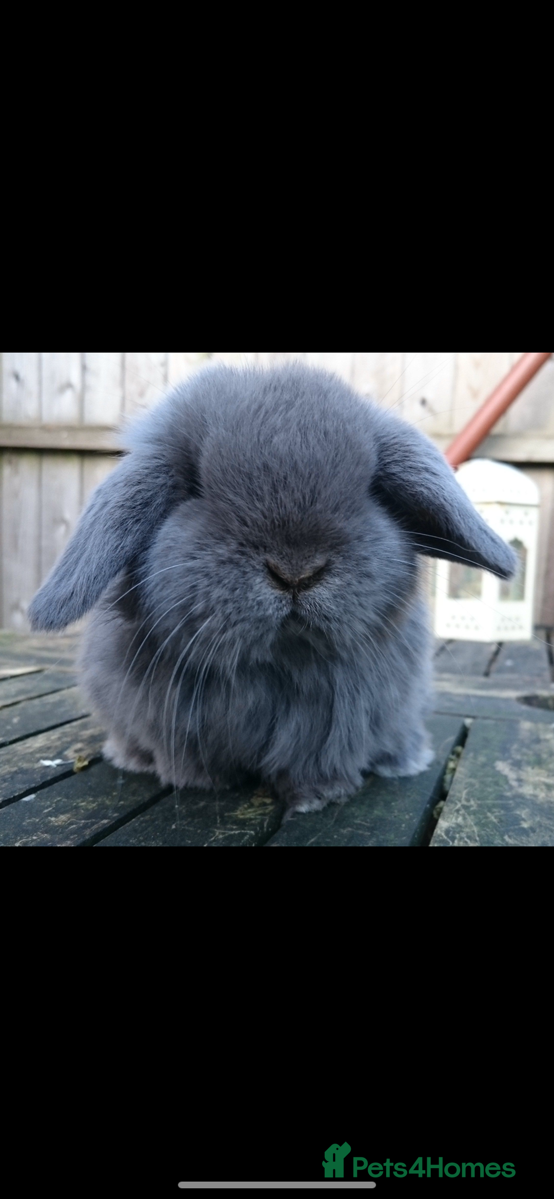 Mini Lop rabbits for sale: Stunning vaccinated,flead & wormed minilop babies  - Image 11