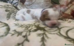 Mixed Breed dogs for sale: Cockalier puppies  - Advert 9