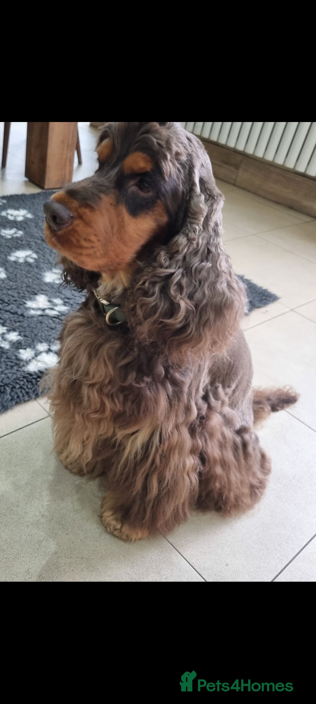 Cocker Spaniel dogs for stud: SHOW COCKER SPANIEL 🐕 health tested stud  in Brentwood - Advert 39