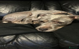 Staffordshire Bull Terrier dogs for sale: Looking for a new home - Advert 2