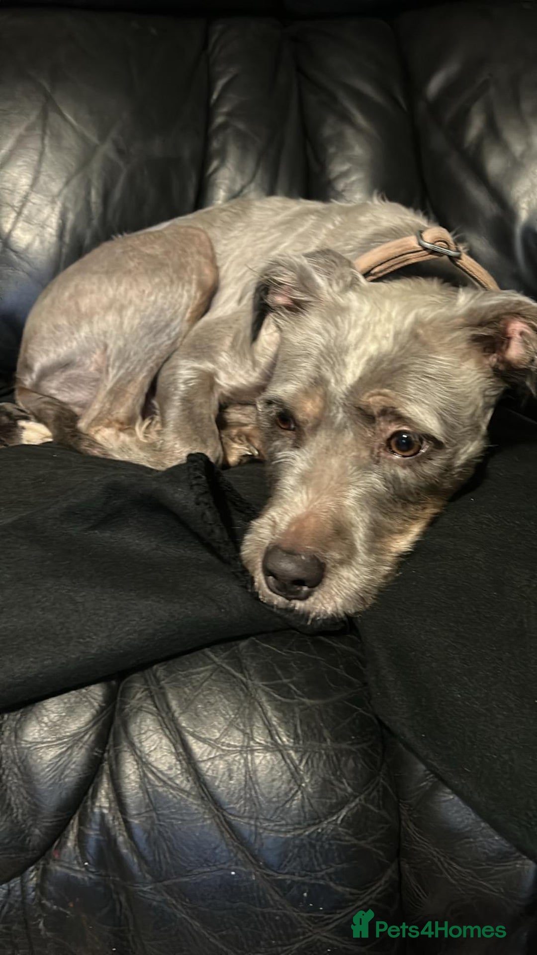 Staffordshire Bull Terrier dogs for sale: Looking for a new home - Advert 2