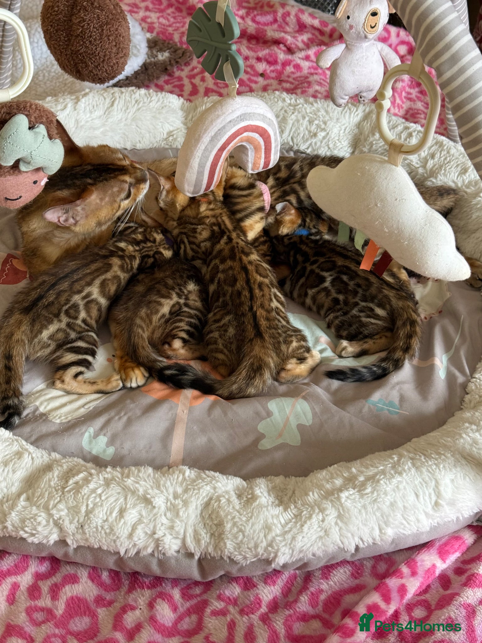 Bengal cats Stunning 🔥 TICA 🐾 Health Tested Bengal kittens - Advert 1