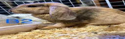 Mini Lop rabbits for sale: Beautiful Mini Lop Bunnies  - Advert 3