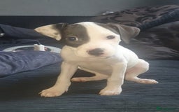 Mixed Breed dogs for sale: Great dane cross staffy girl  - Image 1
