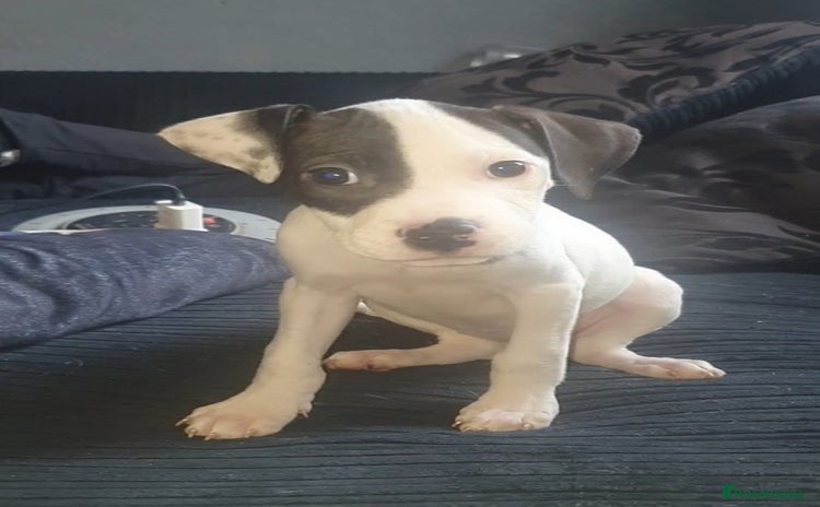 Mixed Breed dogs - Advert 1