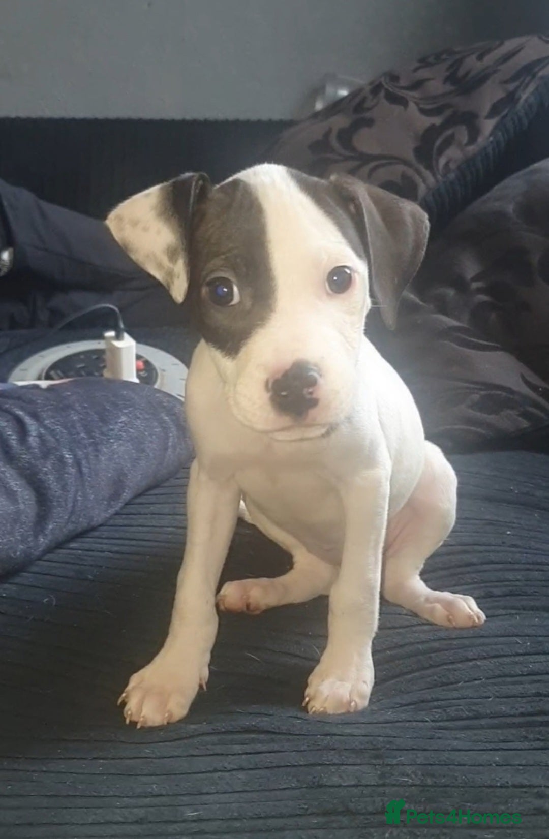 Mixed Breed dogs for sale: Great dane cross staffy girl  - Image 1
