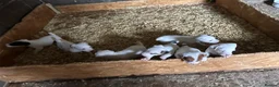 Jack Russell dogs for sale: Parson jack russles 1 boy left  - Advert 9
