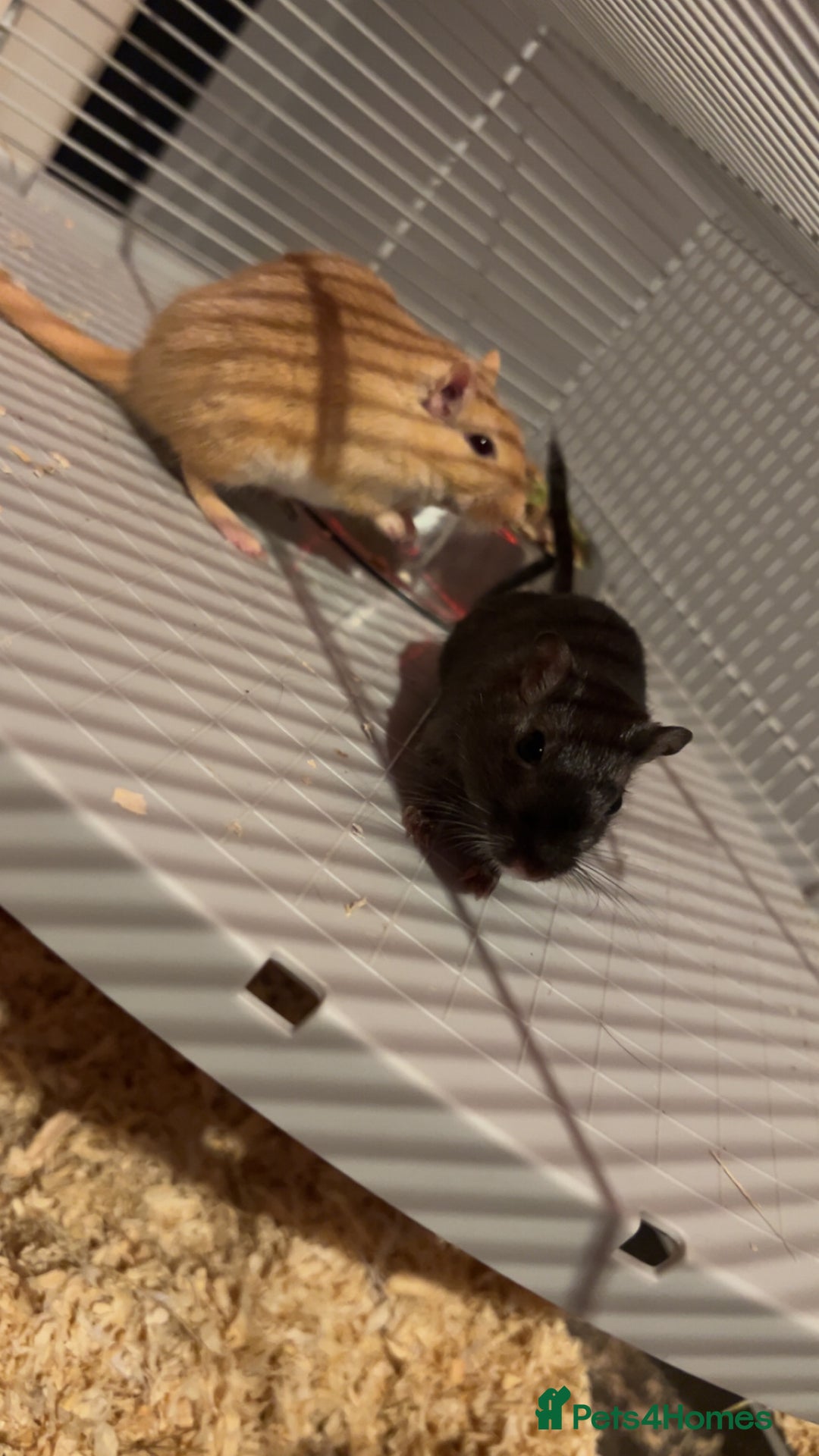 Gerbil rodents for sale: 2 female gerbils for sale - Advert 2