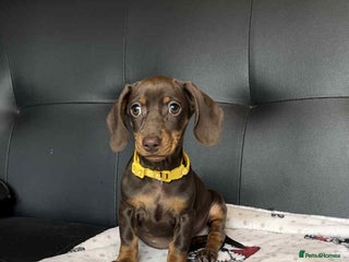 Miniature Dachshund dogs - Advert 35
