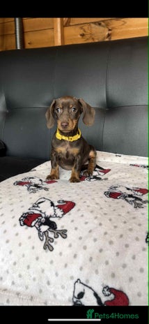 Miniature Dachshund dogs - Advert 2