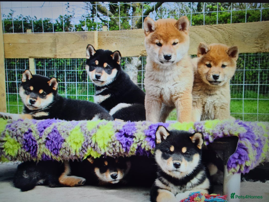 Japanese Shiba Inu dogs for sale: 	“Shiba Inu Puppies – Champion Pedigree, DNA Clear - Image 22
