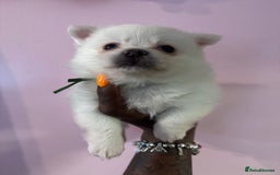 Pomchi dogs for sale: Beautiful Fluffy Pomchis - Image 21