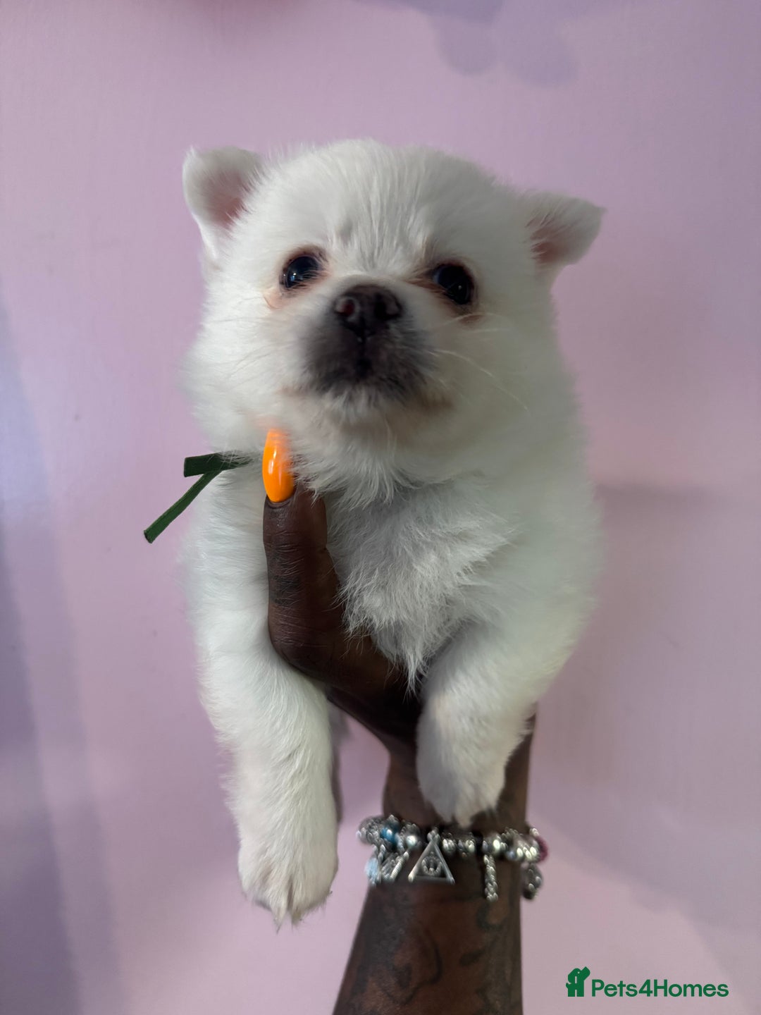 Pomchi dogs for sale: Beautiful Fluffy Pomchis - Image 21