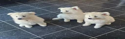 Samoyed dogs for sale: SAMOYED PUPPIES ONLY THREE GIRLS AVAILABLE  in Dagenham - Advert 8