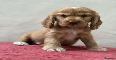 Cocker Spaniel dogs - Advert 15