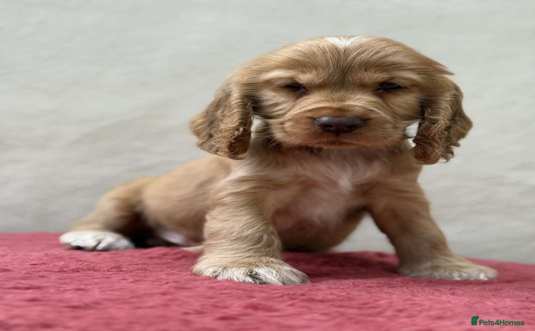Cocker Spaniel dogs - Advert 1