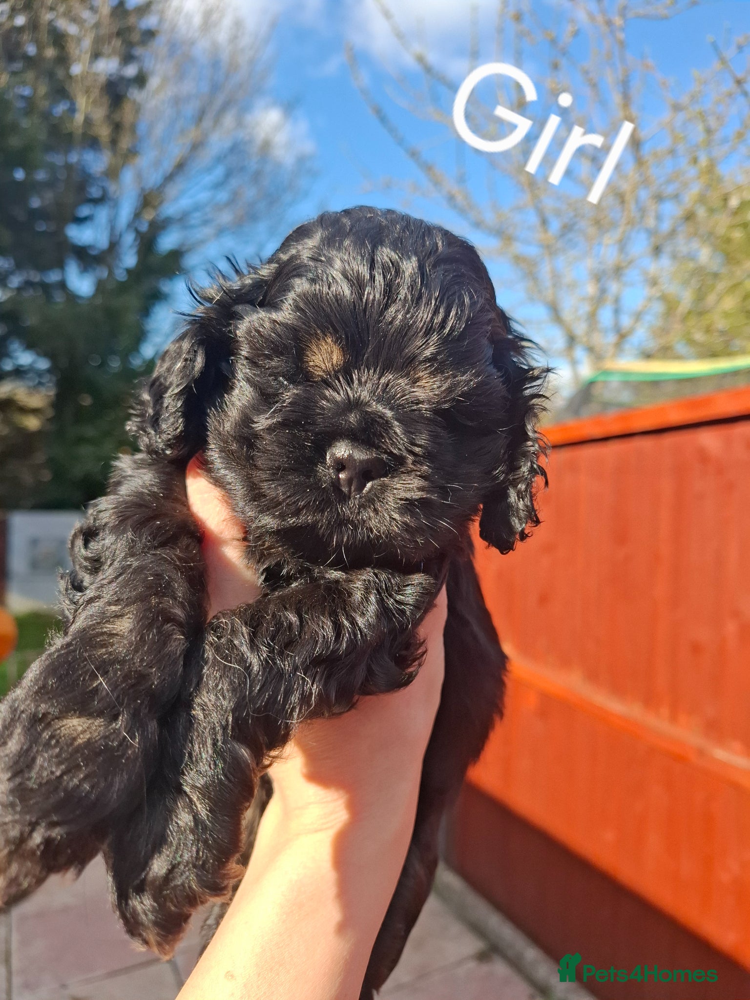 American Cocker Spaniel dogs American Cocker Spaniel puppies  - Advert 5