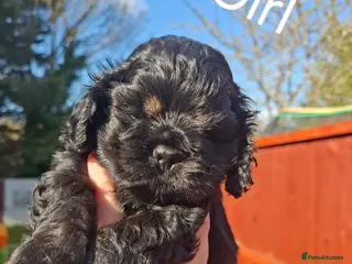 American Cocker Spaniel dogs American Cocker Spaniel puppies - Advert 13