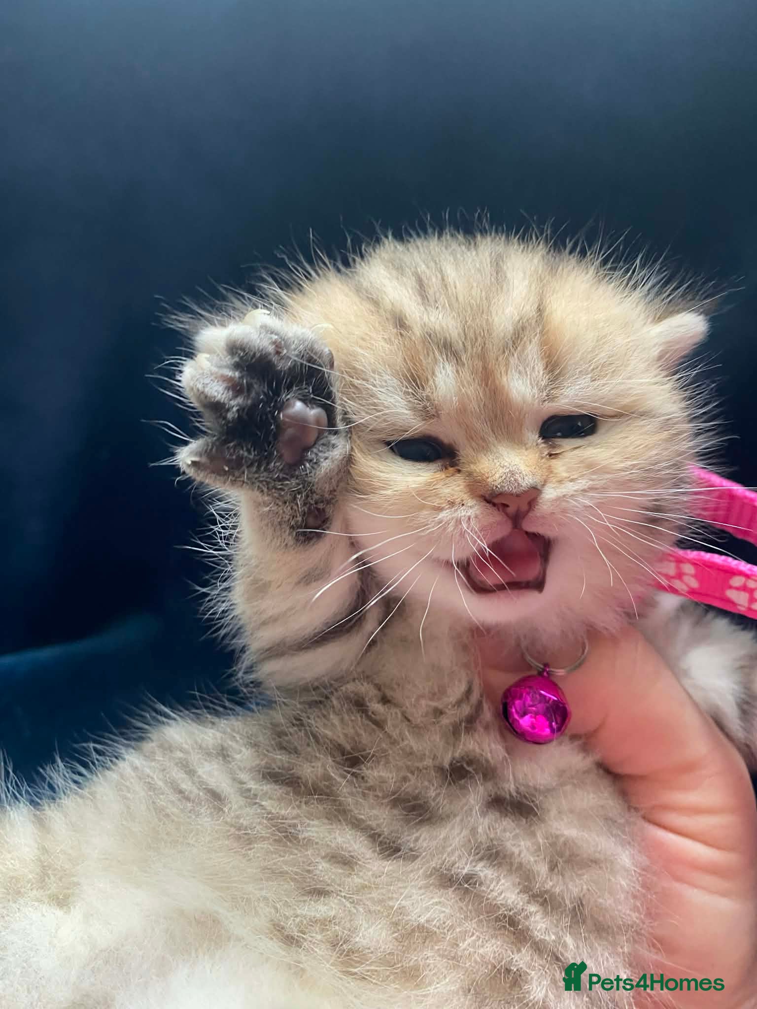 British Shorthair cats British shorthair kittens  - Advert 10