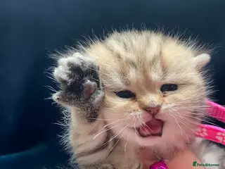 British Shorthair cats British shorthair kittens - Advert 10