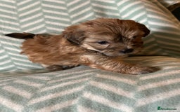 Mixed Breed dogs for sale: Beautiful Malshi-Poo Puppies (Shmoodles) ❤️ - Image 8