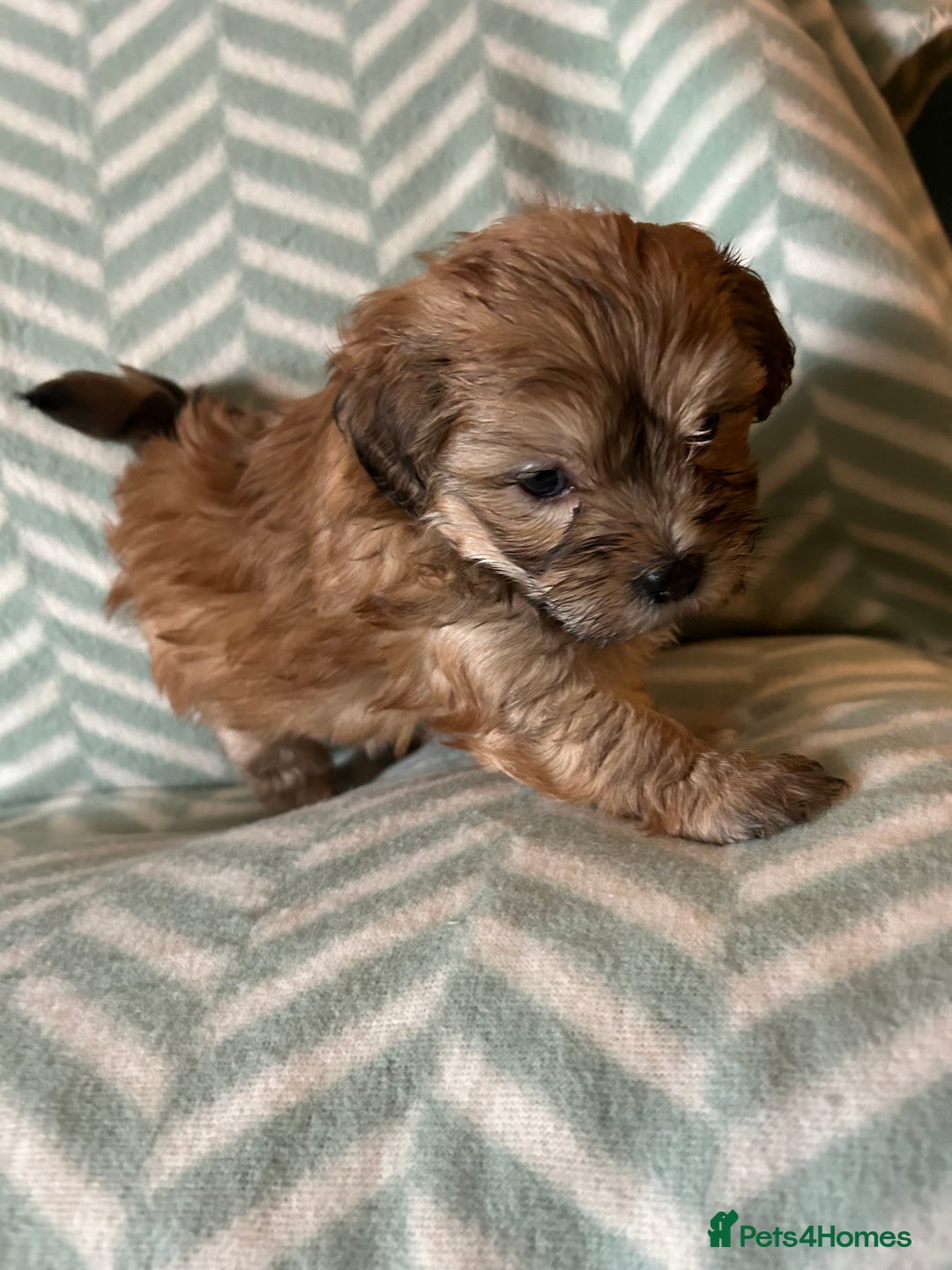 Mixed Breed dogs for sale: Beautiful Malshi-Poo Puppies (Shmoodles) ❤️ - Image 8