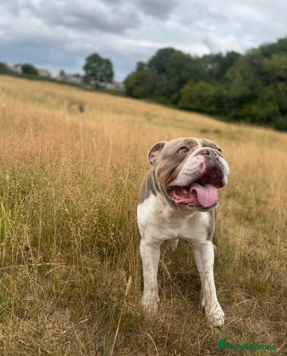 English Bulldog dogs Rehoming English Bulldog - Advert 4