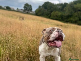 English Bulldog dogs Rehoming English Bulldog - Advert 1