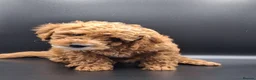 Cavapoo dogs for sale: Stunning Micro Asian Poodle x Cavapoo F1B puppies - Advert 9