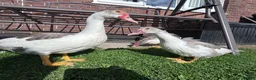 Ducks poultry for sale: GREY MUSCOVY DUCKS - very friendly - Advert 5